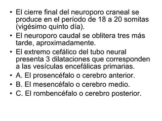 • El cierre final del neuroporo craneal se
produce en el período de 18 a 20 somitas
(vigésimo quinto día).
• El neuroporo caudal se oblitera tres más
tarde, aproximadamente.
• El extremo cefálico del tubo neural
presenta 3 dilataciones que corresponden
a las vesículas encefálicas primarias.
• A. El prosencéfalo o cerebro anterior.
• B. El mesencéfalo o cerebro medio.
• C. El rombencéfalo o cerebro posterior.
 