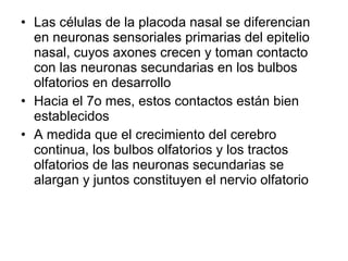 • Las células de la placoda nasal se diferencian
en neuronas sensoriales primarias del epitelio
nasal, cuyos axones crecen y toman contacto
con las neuronas secundarias en los bulbos
olfatorios en desarrollo
• Hacia el 7o mes, estos contactos están bien
establecidos
• A medida que el crecimiento del cerebro
continua, los bulbos olfatorios y los tractos
olfatorios de las neuronas secundarias se
alargan y juntos constituyen el nervio olfatorio
 