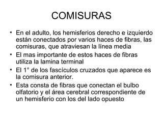 COMISURAS
• En el adulto, los hemisferios derecho e izquierdo
están conectados por varios haces de fibras, las
comisuras, que atraviesan la línea media
• El mas importante de estos haces de fibras
utiliza la lamina terminal
• El 1° de los fascículos cruzados que aparece es
la comisura anterior.
• Esta consta de fibras que conectan el bulbo
olfatorio y el área cerebral correspondiente de
un hemisferio con los del lado opuesto
 