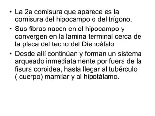 • La 2a comisura que aparece es la
comisura del hipocampo o del trígono.
• Sus fibras nacen en el hipocampo y
convergen en la lamina terminal cerca de
la placa del techo del Diencéfalo
• Desde allí continúan y forman un sistema
arqueado inmediatamente por fuera de la
fisura coroidea, hasta llegar al tubérculo
( cuerpo) mamilar y al hipotálamo.
 