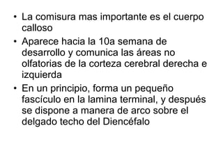 • La comisura mas importante es el cuerpo
calloso
• Aparece hacia la 10a semana de
desarrollo y comunica las áreas no
olfatorias de la corteza cerebral derecha e
izquierda
• En un principio, forma un pequeño
fascículo en la lamina terminal, y después
se dispone a manera de arco sobre el
delgado techo del Diencéfalo
 