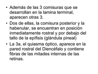 • Además de las 3 comisuras que se
desarrollan en la lamina terminal,
aparecen otras 3.
• Dos de ellas, la comisura posterior y la
habenular, se encuentran en posición
inmediatamente rostral y por debajo del
tallo de la epífisis (glándula pineal)
• La 3a, el quiasma óptico, aparece en la
pared rostral del Diencéfalo y contiene
fibras de las mitades internas de las
retinas.
 