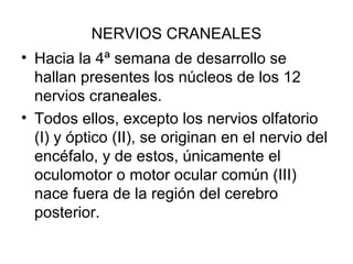 NERVIOS CRANEALES
• Hacia la 4ª semana de desarrollo se
hallan presentes los núcleos de los 12
nervios craneales.
• Todos ellos, excepto los nervios olfatorio
(I) y óptico (II), se originan en el nervio del
encéfalo, y de estos, únicamente el
oculomotor o motor ocular común (III)
nace fuera de la región del cerebro
posterior.
 