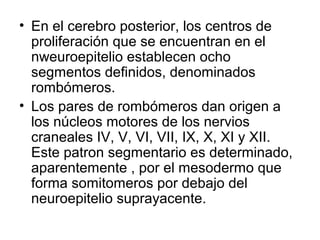 • En el cerebro posterior, los centros de
proliferación que se encuentran en el
nweuroepitelio establecen ocho
segmentos definidos, denominados
rombómeros.
• Los pares de rombómeros dan origen a
los núcleos motores de los nervios
craneales IV, V, VI, VII, IX, X, XI y XII.
Este patron segmentario es determinado,
aparentemente , por el mesodermo que
forma somitomeros por debajo del
neuroepitelio suprayacente.
 