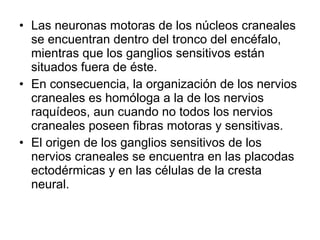 • Las neuronas motoras de los núcleos craneales
se encuentran dentro del tronco del encéfalo,
mientras que los ganglios sensitivos están
situados fuera de éste.
• En consecuencia, la organización de los nervios
craneales es homóloga a la de los nervios
raquídeos, aun cuando no todos los nervios
craneales poseen fibras motoras y sensitivas.
• El origen de los ganglios sensitivos de los
nervios craneales se encuentra en las placodas
ectodérmicas y en las células de la cresta
neural.
 