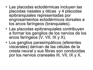 • Las placodas ectodérmicas incluyen las
placodas nasales y óticas y 4 placodas
epibranquiales representadas por
engrosamientos ectodérmicos dorsales a
los arcos faríngeos (branquiales).
• Las placodas epibranquiales contribuyen
a formar los ganglios de los nervios de los
arcos faríngeos (V, VII, IX y X).
• Los ganglios parasimpáticos (eferentes
viscerales) derivan de las células de la
cresta neural y sus fibras son conducidas
por los nervios craneales III, VII, IX y X.
 