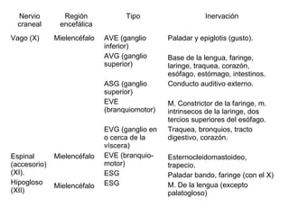 Nervio
craneal
Región
encefálica
Tipo Inervación
Vago (X)
Espinal
(accesorio)
(XI).
Hipogloso
(XII)
Mielencéfalo
Mielencéfalo
Mielencéfalo
AVE (ganglio
inferior)
AVG (ganglio
superior)
ASG (ganglio
superior)
EVE
(branquiomotor)
EVG (ganglio en
o cerca de la
víscera)
EVE (branquio-
motor)
ESG
ESG
Paladar y epiglotis (gusto).
Base de la lengua, faringe,
laringe, traquea, corazón,
esófago, estómago, intestinos.
Conducto auditivo externo.
M. Constrictor de la faringe, m.
intrinsecos de la laringe, dos
tercios superiores del esófago.
Traquea, bronquios, tracto
digestivo, corazón.
Esternocleidomastoideo,
trapecio.
Paladar bando, faringe (con el X)
M. De la lengua (excepto
palatogloso)
 