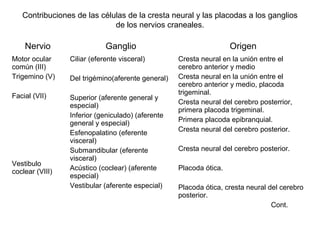 Nervio Ganglio Origen
Motor ocular
común (III)
Trigemino (V)
Facial (VII)
Vestibulo
coclear (VIII)
Ciliar (eferente visceral)
Del trigémino(aferente general)
Superior (aferente general y
especial)
Inferior (geniculado) (aferente
general y especial)
Esfenopalatino (eferente
visceral)
Submandibular (eferente
visceral)
Acústico (coclear) (aferente
especial)
Vestibular (aferente especial)
Cresta neural en la unión entre el
cerebro anterior y medio
Cresta neural en la unión entre el
cerebro anterior y medio, placoda
trigeminal.
Cresta neural del cerebro posterrior,
primera placoda trigeminal.
Primera placoda epibranquial.
Cresta neural del cerebro posterior.
Cresta neural del cerebro posterior.
Placoda ótica.
Placoda ótica, cresta neural del cerebro
posterior.
Cont.
Contribuciones de las células de la cresta neural y las placodas a los ganglios
de los nervios craneales.
 
