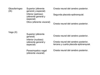 Glosofaríngeo
(IX)
Vago (X)
Superior (aferente
general y especial)
Inferior (petroso)
(aferente general y
especial)
Otico (eferente visceral)
Superior (aferente
general)
Inferior (nucloso)
(aferente general y
especial)
Parasimpatico vagal
(eferente visceral)
Cresta neural del cerebro posterior.
Segunda placoda epibranquial.
Cresta neural del cerebro posterior.
Cresta neural del cerebro posterior.
Cresta neural del cerebro posterior,
tercera y cuarta placoda epibranquial.
Cresta neural del cerebro posterior.
 
