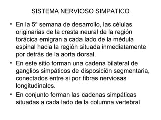 SISTEMA NERVIOSO SIMPATICO
• En la 5ª semana de desarrollo, las células
originarias de la cresta neural de la región
torácica emigran a cada lado de la médula
espinal hacia la región situada inmediatamente
por detrás de la aorta dorsal.
• En este sitio forman una cadena bilateral de
ganglios simpáticos de disposición segmentaria,
conectados entre si por fibras nerviosas
longitudinales.
• En conjunto forman las cadenas simpáticas
situadas a cada lado de la columna vertebral
 