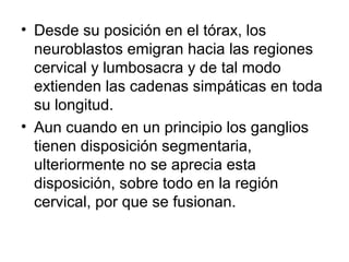 • Desde su posición en el tórax, los
neuroblastos emigran hacia las regiones
cervical y lumbosacra y de tal modo
extienden las cadenas simpáticas en toda
su longitud.
• Aun cuando en un principio los ganglios
tienen disposición segmentaria,
ulteriormente no se aprecia esta
disposición, sobre todo en la región
cervical, por que se fusionan.
 