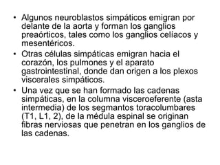 • Algunos neuroblastos simpáticos emigran por
delante de la aorta y forman los ganglios
preaórticos, tales como los ganglios celíacos y
mesentéricos.
• Otras células simpáticas emigran hacia el
corazón, los pulmones y el aparato
gastrointestinal, donde dan origen a los plexos
viscerales simpáticos.
• Una vez que se han formado las cadenas
simpáticas, en la columna visceroeferente (asta
intermedia) de los segmantos toracolumbares
(T1, L1, 2), de la médula espinal se originan
fibras nerviosas que penetran en los ganglios de
las cadenas.
 