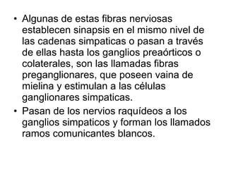 • Algunas de estas fibras nerviosas
establecen sinapsis en el mismo nivel de
las cadenas simpaticas o pasan a través
de ellas hasta los ganglios preaórticos o
colaterales, son las llamadas fibras
preganglionares, que poseen vaina de
mielina y estimulan a las células
ganglionares simpaticas.
• Pasan de los nervios raquídeos a los
ganglios simpaticos y forman los llamados
ramos comunicantes blancos.
 