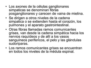 • Los axones de la células ganglionares
simpaticas se denominan fibras
posganglionares y carecen de vaina de mielina.
• Se dirigen a otros niveles de la cadena
simpatica o se extienden hasta el corazón, los
pulmones y el aparato gastrointestinal.
• Otras fibras llamadas ramos comunicantes
grises, van desde la cadena simpática hacia los
nervios raquídeos y de allí a los vasos
sanguíneos perifericos, el pelo y las glándulas
sudoriparas.
• Los ramos comunicantes grises se encuentran
en todos los niveles de la médula espinal.
 