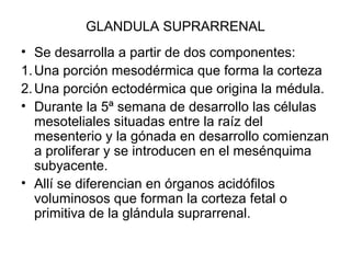 GLANDULA SUPRARRENAL
• Se desarrolla a partir de dos componentes:
1.Una porción mesodérmica que forma la corteza
2.Una porción ectodérmica que origina la médula.
• Durante la 5ª semana de desarrollo las células
mesoteliales situadas entre la raíz del
mesenterio y la gónada en desarrollo comienzan
a proliferar y se introducen en el mesénquima
subyacente.
• Allí se diferencian en órganos acidófilos
voluminosos que forman la corteza fetal o
primitiva de la glándula suprarrenal.
 