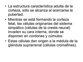 • La estructura característica adulta de la
corteza, sólo se alcanza al acercarse la
pubertad.
• Mientras se está formando la corteza
fetal, las células originarias del sistema
simpático (células de la cresta neural)
invaden su cara interna, donde se
disponen en cordones y cúmulos.
• Estas células dan origen a la médula de la
glándula suprarrenal (células cromafines).
 