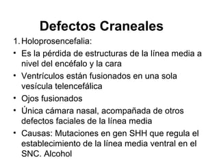 Defectos Craneales
1.Holoprosencefalia:
• Es la pérdida de estructuras de la línea media a
nivel del encéfalo y la cara
• Ventrículos están fusionados en una sola
vesícula telencefálica
• Ojos fusionados
• Única cámara nasal, acompañada de otros
defectos faciales de la línea media
• Causas: Mutaciones en gen SHH que regula el
establecimiento de la línea media ventral en el
SNC. Alcohol
 
