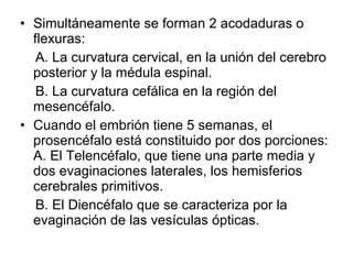 • Simultáneamente se forman 2 acodaduras o
flexuras:
A. La curvatura cervical, en la unión del cerebro
posterior y la médula espinal.
B. La curvatura cefálica en la región del
mesencéfalo.
• Cuando el embrión tiene 5 semanas, el
prosencéfalo está constituido por dos porciones:
A. El Telencéfalo, que tiene una parte media y
dos evaginaciones laterales, los hemisferios
cerebrales primitivos.
B. El Diencéfalo que se caracteriza por la
evaginación de las vesículas ópticas.
 