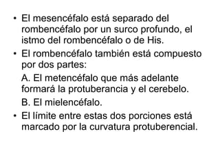 • El mesencéfalo está separado del
rombencéfalo por un surco profundo, el
istmo del rombencéfalo o de His.
• El rombencéfalo también está compuesto
por dos partes:
A. El metencéfalo que más adelante
formará la protuberancia y el cerebelo.
B. El mielencéfalo.
• El límite entre estas dos porciones está
marcado por la curvatura protuberencial.
 