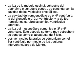 • La luz de la médula espinal, conducto del
epéndimo o conducto central, se continúa con la
cavidad de las vesículas encefálicas.
• La cavidad del rombencéfalo es el 4º ventrículo;
la del diencéfalo el 3er ventrículo, y la de los
hemisferios cerebrales son los ventrículos
laterales.
• La luz del mesencéfalo comunica el 3º y 4º
ventrículo. Este espacio se torna muy estrecho y
se conoce como el acueducto de Silvio.
• Los ventrículos laterales se comunican con el
3er ventrículo por medio de los agujeros
interventriculares de Monro.
 