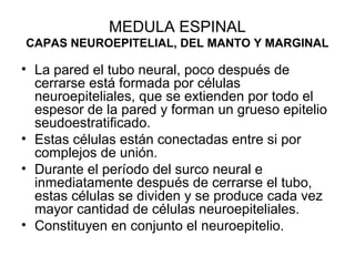 MEDULA ESPINAL
CAPAS NEUROEPITELIAL, DEL MANTO Y MARGINAL
• La pared el tubo neural, poco después de
cerrarse está formada por células
neuroepiteliales, que se extienden por todo el
espesor de la pared y forman un grueso epitelio
seudoestratificado.
• Estas células están conectadas entre si por
complejos de unión.
• Durante el período del surco neural e
inmediatamente después de cerrarse el tubo,
estas células se dividen y se produce cada vez
mayor cantidad de células neuroepiteliales.
• Constituyen en conjunto el neuroepitelio.
 