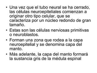 • Una vez que el tubo neural se ha cerrado,
las células neuroepiteliales comienzan a
originar otro tipo celular, que se
caracteriza por un núcleo redondo de gran
tamaño.
• Estas son las células nerviosas primitivas
o neuroblastos.
• Forman una zona que rodea a la capa
neuroepitelial y se denomina capa del
manto.
• Más adelante, la capa del manto formará
la sustancia gris de la médula espinal
 
