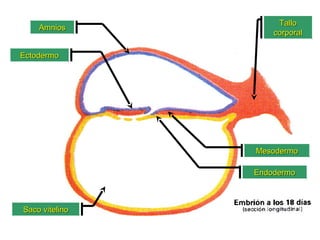 AmniosAmnios
Saco vitelinoSaco vitelino
TalloTallo
corporalcorporal
EctodermoEctodermo
MesodermoMesodermo
EndodermoEndodermo
 