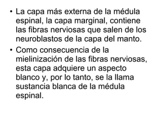 • La capa más externa de la médula
espinal, la capa marginal, contiene
las fibras nerviosas que salen de los
neuroblastos de la capa del manto.
• Como consecuencia de la
mielinización de las fibras nerviosas,
esta capa adquiere un aspecto
blanco y, por lo tanto, se la llama
sustancia blanca de la médula
espinal.
 