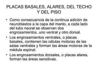 PLACAS BASALES, ALARES, DEL TECHO
Y DEL PISO
• Como consecuencia de la continua adición de
neuroblastos a la capa del manto, a cada lado
del tubo neural se observan dos
engrosamientos, uno ventral y otro dorsal.
• Los engrosamientos ventrales, o placas
basales, contienen las células motoras de las
astas ventrales y forman las áreas motoras de la
médula espinal.
• Los engrosamientos dorsales, o placas alares,
forman las áreas sensitivas.
 