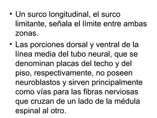 • Un surco longitudinal, el surco
limitante, señala el límite entre ambas
zonas.
• Las porciones dorsal y ventral de la
línea media del tubo neural, que se
denominan placas del techo y del
piso, respectivamente, no poseen
neuroblastos y sirven principalmente
como vías para las fibras nerviosas
que cruzan de un lado de la médula
espinal al otro.
 
