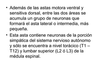 • Además de las astas motora ventral y
sensitiva dorsal, entre las dos áreas se
acumula un grupo de neuronas que
formará el asta lateral o intermedia, más
pequeña.
• Esta asta contiene neuronas de la porción
simpática del sistema nervioso autónomo
y sólo se encuentra a nivel torácico (T1 –
T12) y lumbar superior (L2 ó L3) de la
médula espinal.
 