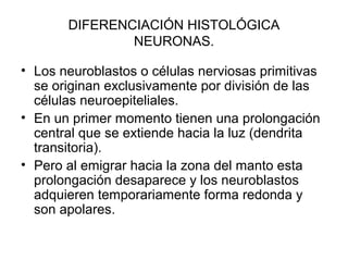 DIFERENCIACIÓN HISTOLÓGICA
NEURONAS.
• Los neuroblastos o células nerviosas primitivas
se originan exclusivamente por división de las
células neuroepiteliales.
• En un primer momento tienen una prolongación
central que se extiende hacia la luz (dendrita
transitoria).
• Pero al emigrar hacia la zona del manto esta
prolongación desaparece y los neuroblastos
adquieren temporariamente forma redonda y
son apolares.
 