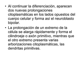 • Al continuar la diferenciación, aparecen
dos nuevas prolongaciones
citoplasmáticas en los lados opuestos del
cuerpo celular y forma así el neuroblasto
bipolar.
• La prolongación de un extremo de la
célula se alarga rápidamente y forma el
cilindroeje o axón primitivo, mientras que
el otro extremo presenta varias
arborizaciones citoplasmáticas, las
dendritas primitivas.
 