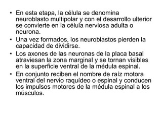 • En esta etapa, la célula se denomina
neuroblasto multipolar y con el desarrollo ulterior
se convierte en la célula nerviosa adulta o
neurona.
• Una vez formados, los neuroblastos pierden la
capacidad de dividirse.
• Los axones de las neuronas de la placa basal
atraviesan la zona marginal y se tornan visibles
en la superficie ventral de la médula espinal.
• En conjunto reciben el nombre de raíz motora
ventral del nervio raquídeo o espinal y conducen
los impulsos motores de la médula espinal a los
músculos.
 