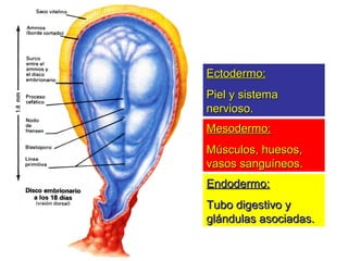 Ectodermo:Ectodermo:
Piel y sistemaPiel y sistema
nervioso.nervioso.
Mesodermo:Mesodermo:
Músculos, huesos,Músculos, huesos,
vasos sanguíneos.vasos sanguíneos.
Endodermo:Endodermo:
Tubo digestivo yTubo digestivo y
glándulas asociadas.glándulas asociadas.
 