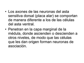 • Los axones de las neuronas del asta
sensitiva dorsal (placa alar) se comportan
de manera diferente a los de las células
del asta ventral.
• Penetran en la capa marginal de la
médula, donde ascienden o descienden a
otros niveles, de modo que las células
que les dan origen forman neuronas de
asociación.
 