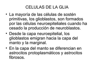 CELULAS DE LA GLIA
• La mayoría de las células de sostén
primitivas, los glioblastos, son formados
por las células neuroepiteliales cuando ha
cesado la producción de neuroblastos.
• Desde la capa neuroepitelial, los
glioblastos emigran hacia la capa del
manto y la marginal.
• En la capa del manto se diferencian en
astrocitos protoplasmáticos y astrocitos
fibrosos.
 