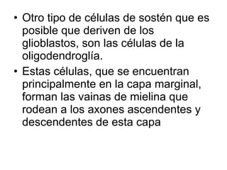 • Otro tipo de células de sostén que es
posible que deriven de los
glioblastos, son las células de la
oligodendroglía.
• Estas células, que se encuentran
principalmente en la capa marginal,
forman las vainas de mielina que
rodean a los axones ascendentes y
descendentes de esta capa
 
