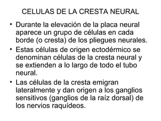 CELULAS DE LA CRESTA NEURAL
• Durante la elevación de la placa neural
aparece un grupo de células en cada
borde (o cresta) de los pliegues neurales.
• Estas células de origen ectodérmico se
denominan células de la cresta neural y
se extienden a lo largo de todo el tubo
neural.
• Las células de la cresta emigran
lateralmente y dan origen a los ganglios
sensitivos (ganglios de la raíz dorsal) de
los nervios raquídeos.
 