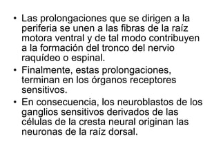 • Las prolongaciones que se dirigen a la
periferia se unen a las fibras de la raíz
motora ventral y de tal modo contribuyen
a la formación del tronco del nervio
raquídeo o espinal.
• Finalmente, estas prolongaciones,
terminan en los órganos receptores
sensitivos.
• En consecuencia, los neuroblastos de los
ganglios sensitivos derivados de las
células de la cresta neural originan las
neuronas de la raíz dorsal.
 