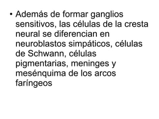 • Además de formar ganglios
sensitivos, las células de la cresta
neural se diferencian en
neuroblastos simpáticos, células
de Schwann, células
pigmentarias, meninges y
mesénquima de los arcos
faríngeos
 