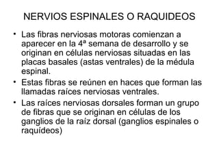 NERVIOS ESPINALES O RAQUIDEOS
• Las fibras nerviosas motoras comienzan a
aparecer en la 4ª semana de desarrollo y se
originan en células nerviosas situadas en las
placas basales (astas ventrales) de la médula
espinal.
• Estas fibras se reúnen en haces que forman las
llamadas raíces nerviosas ventrales.
• Las raíces nerviosas dorsales forman un grupo
de fibras que se originan en células de los
ganglios de la raíz dorsal (ganglios espinales o
raquídeos)
 