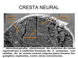 CRESTA NEURAL
 