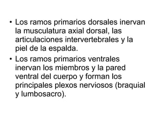 • Los ramos primarios dorsales inervan
la musculatura axial dorsal, las
articulaciones intervertebrales y la
piel de la espalda.
• Los ramos primarios ventrales
inervan los miembros y la pared
ventral del cuerpo y forman los
principales plexos nerviosos (braquial
y lumbosacro).
 