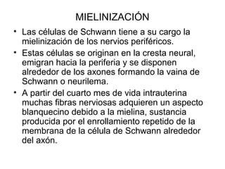 MIELINIZACIÓN
• Las células de Schwann tiene a su cargo la
mielinización de los nervios periféricos.
• Estas células se originan en la cresta neural,
emigran hacia la periferia y se disponen
alrededor de los axones formando la vaina de
Schwann o neurilema.
• A partir del cuarto mes de vida intrauterina
muchas fibras nerviosas adquieren un aspecto
blanquecino debido a la mielina, sustancia
producida por el enrollamiento repetido de la
membrana de la célula de Schwann alrededor
del axón.
 
