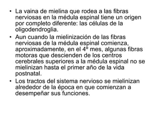 • La vaina de mielina que rodea a las fibras
nerviosas en la médula espinal tiene un origen
por completo diferente: las células de la
oligodendroglia.
• Aun cuando la mielinización de las fibras
nerviosas de la médula espinal comienza,
aproximadamente, en el 4º mes, algunas fibras
motoras que descienden de los centros
cerebrales superiores a la médula espinal no se
mielinizan hasta el primer año de la vida
postnatal.
• Los tractos del sistema nervioso se mielinizan
alrededor de la época en que comienzan a
desempeñar sus funciones.
 