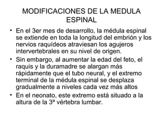 MODIFICACIONES DE LA MEDULA
ESPINAL
• En el 3er mes de desarrollo, la médula espinal
se extiende en toda la longitud del embrión y los
nervios raquídeos atraviesan los agujeros
intervertebrales en su nivel de origen.
• Sin embargo, al aumentar la edad del feto, el
raquis y la duramadre se alargan más
rápidamente que el tubo neural, y el extremo
terminal de la médula espinal se desplaza
gradualmente a niveles cada vez más altos
• En el neonato, este extremo está situado a la
altura de la 3ª vértebra lumbar.
 