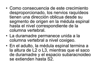 • Como consecuencia de este crecimiento
desproporcionado, los nervios raquídeos
tienen una dirección oblicua desde su
segmento de origen en la médula espinal
hasta el nivel correspondiente de la
columna vertebral.
• La duramadre permanece unida a la
columna vertebral a nivel coxigeo.
• En el adulto, la médula espinal termina a
la altura de L2 o L3, mientras que el saco
de duramadre y el espacio subaracnoideo
se extienden hasta S2.
 