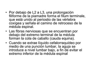 • Por debajo de L2 a L3, una prolongación
filiforme de la piamadre forma el filum terminale,
que está unido al periostio de las vértebra
coxígea y señala el camino de retroceso de la
médula espinal.
• Las fibras nerviosas que se encuentran por
debajo del extremo terminal de la médula
forman la cola de caballo (cauda equina).
• Cuando se extrae líquido cefalorraquídeo por
medio de una punción lumbar, la aguja se
introduce a nivel lumbar bajo, a fin de evitar el
extremo inferior de la médula espinal
 