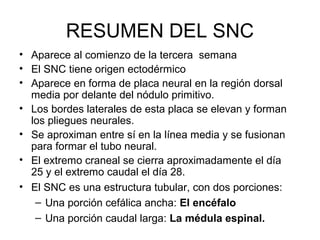RESUMEN DEL SNC
• Aparece al comienzo de la tercera semana
• El SNC tiene origen ectodérmico
• Aparece en forma de placa neural en la región dorsal
media por delante del nódulo primitivo.
• Los bordes laterales de esta placa se elevan y forman
los pliegues neurales.
• Se aproximan entre sí en la línea media y se fusionan
para formar el tubo neural.
• El extremo craneal se cierra aproximadamente el día
25 y el extremo caudal el día 28.
• El SNC es una estructura tubular, con dos porciones:
– Una porción cefálica ancha: El encéfalo
– Una porción caudal larga: La médula espinal.
 